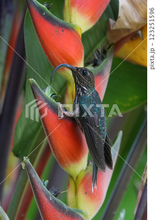 カマハシハチドリ 123251596