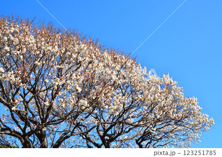 青空と白梅 123251785