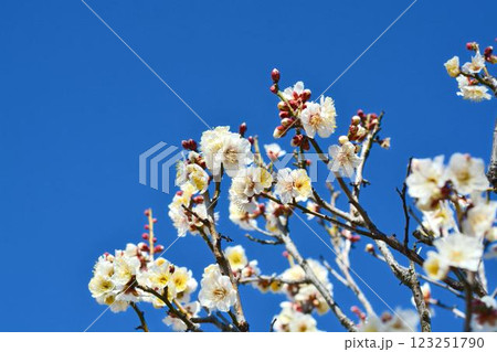 青空と白梅 123251790