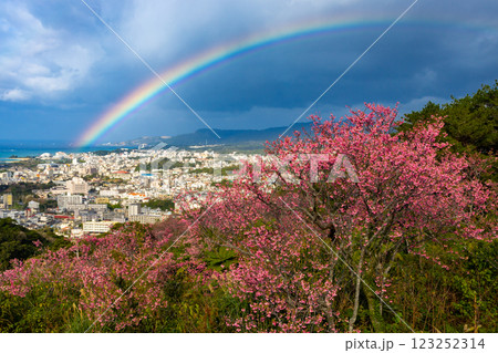 沖縄県名護市名護　名護城公園さくらの園の早咲きの琉球寒緋桜と眼下の名護の街にかかる虹 123252314