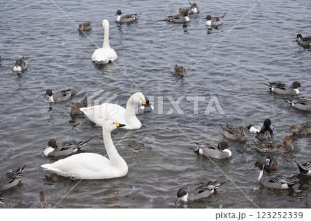 白鳥のいる池 白鳥のいる池 123252339