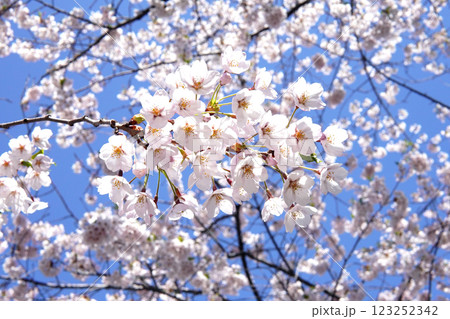 青空に映える桜-Cherry blossoms against the blue sky- 123252342
