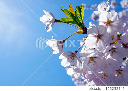 青空に映える桜-Cherry blossoms against the blue sky- 123252343