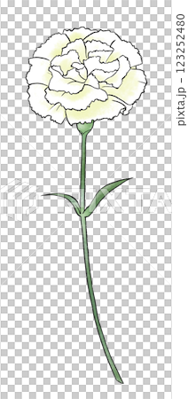 白いカーネーションのイラスト 123252480
