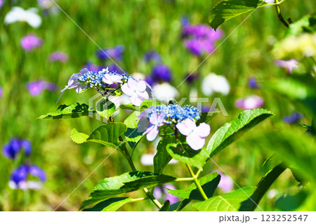 本土寺　美しいあじさいと花菖蒲（千葉県松戸市） 123252547