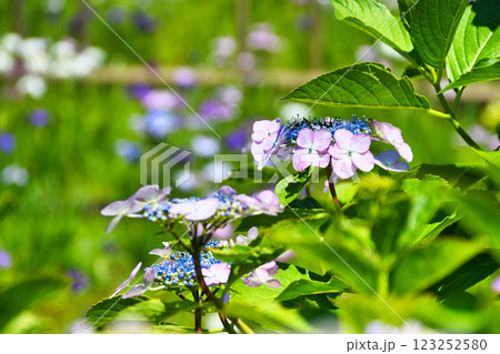 本土寺　美しいあじさいと花菖蒲（千葉県松戸市） 123252580
