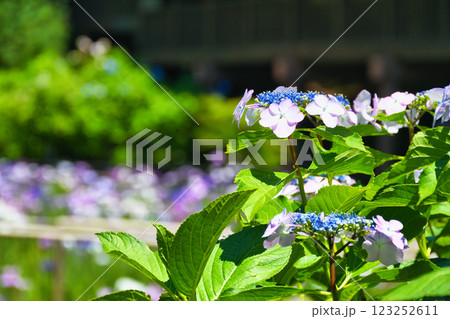 本土寺　美しいあじさいと花菖蒲（千葉県松戸市） 123252611