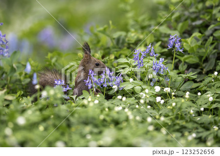 花畑でたたずむエゾリス 花畑でたたずむエゾリス 123252656