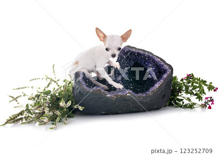 amethyst and chihuahua in studio 123252709