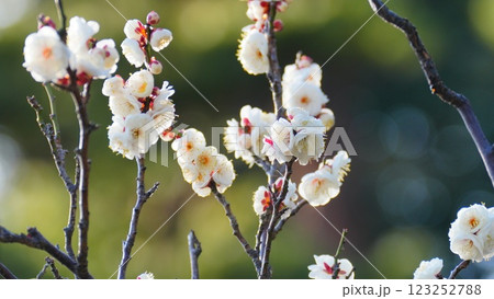 小石川後楽園の白い梅の花から和の情緒感 123252788