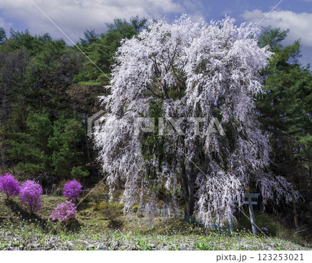 しだれ桜の里勝間 123253021