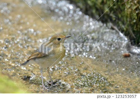 水路を歩くコルリのメス 123253057