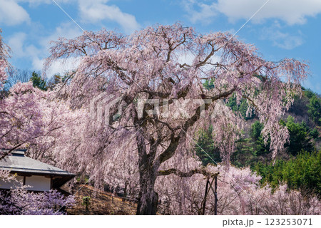 青空に映える満開の枝垂れ桜 青空に映える満開の枝垂れ桜 123253071