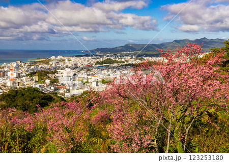 沖縄県名護市名護 名護城公園さくらの園の早咲きの琉球寒緋桜と眼下の青い名護湾と街の景色 沖縄県名護市名護 名護城公園さくらの園の早咲きの琉球寒緋桜と眼下の青い名護湾と街の景色 123253180