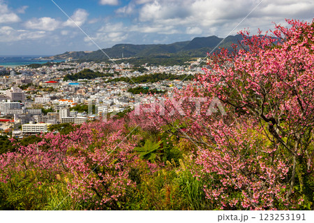 沖縄県名護市名護 名護城公園さくらの園の早咲きの琉球寒緋桜と眼下の青い名護湾と街の景色 沖縄県名護市名護 名護城公園さくらの園の早咲きの琉球寒緋桜と眼下の青い名護湾と街の景色 123253191