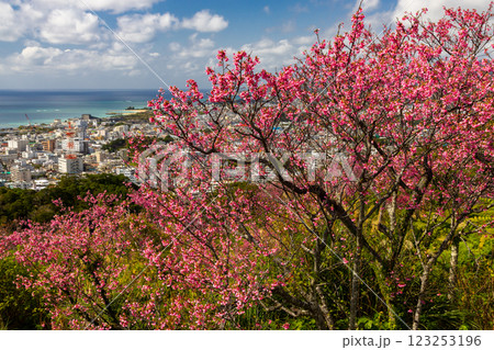 沖縄県名護市名護　名護城公園さくらの園の早咲きの琉球寒緋桜と眼下の青い名護湾と街の景色 123253196
