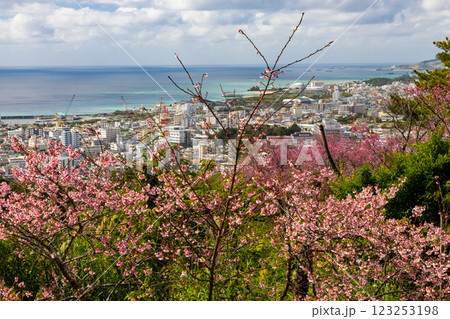 沖縄県名護市名護 名護城公園さくらの園の早咲きの琉球寒緋桜と眼下の青い名護湾と街の景色 沖縄県名護市名護 名護城公園さくらの園の早咲きの琉球寒緋桜と眼下の青い名護湾と街の景色 123253198