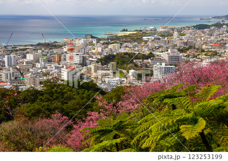 沖縄県名護市名護 名護城公園さくらの園の早咲きの琉球寒緋桜と眼下の青い名護湾と街の景色 沖縄県名護市名護 名護城公園さくらの園の早咲きの琉球寒緋桜と眼下の青い名護湾と街の景色 123253199