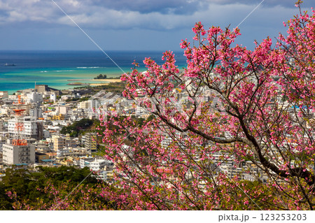 沖縄県名護市名護 名護城公園さくらの園の早咲きの琉球寒緋桜と眼下の青い名護湾と街の景色 沖縄県名護市名護 名護城公園さくらの園の早咲きの琉球寒緋桜と眼下の青い名護湾と街の景色 123253203