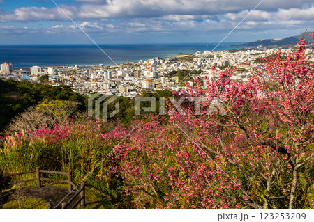 沖縄県名護市名護　名護城公園さくらの園の早咲きの琉球寒緋桜と眼下の青い名護湾と街の景色 123253209