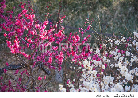横浜市大倉山公園の梅林 123253263