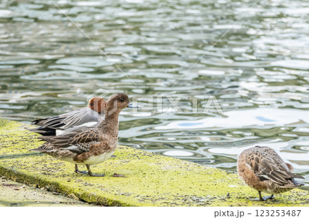 ヒドリガモ　大阪市堂島川　中之島公園 123253487