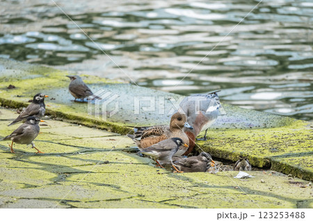 川岸の水溜りに集まるヒドリガモとムクドリ 大阪市堂島川 中之島公園 川岸の水溜りに集まるヒドリガモとムクドリ 大阪市堂島川 中之島公園 123253488