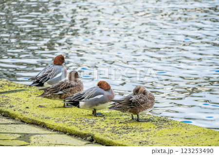 川岸に佇むヒドリガモ 大阪市堂島川 中之島公園 川岸に佇むヒドリガモ 大阪市堂島川 中之島公園 123253490