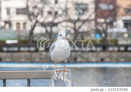 ユリカモメ　大阪市八軒屋浜　 123253506