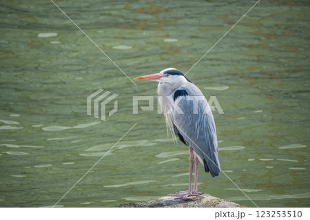 土佐堀川の川岸に佇むアオサギ　大阪市中之島公園 123253510