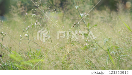 Close up white wild flower blooming in summer garden meadow green blossom in morning. White daisy soft yellow on mountain background nature spring landscape. Flower in green meadow pasture landscape 123253913