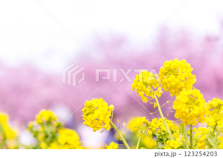 満開の菜の花と桜の花びら 123254203