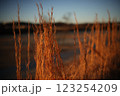 朝日に染まるススキ 123254209