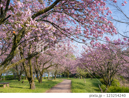 県立秦野戸川公園の諏訪丸駐車場向かいの八重桜が満開の景色 123254240