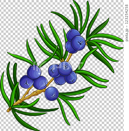 Juniper Branch with Berries and Leaves Colored Detailed Illustration.  123254258