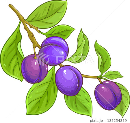 Plum Branch with Fruits and Leaves Colored Detailed Illustration. Organic natural nutritional healthy food ingredient, vegetarian diet product.  123254259