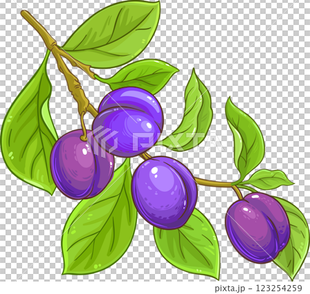 Plum Branch with Fruits and Leaves Colored Detailed Illustration. Organic natural nutritional healthy food ingredient, vegetarian diet product. Plum Branch with Fruits and Leaves Colored Detailed Illustration. Organic natural nutritional healthy food ingredient, vegetarian diet product. 123254259