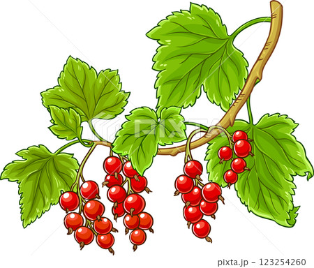 Red Currant Branch Colored Detailed Illustration. 123254260