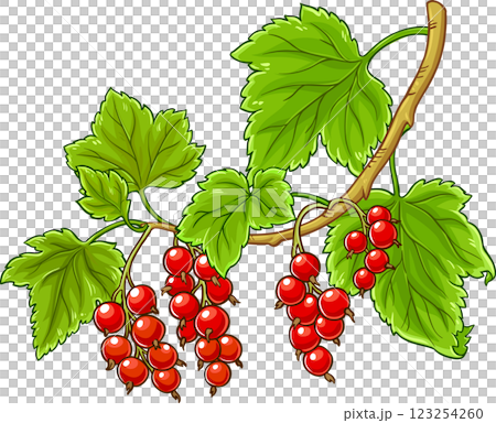 Red Currant Branch Colored Detailed Illustration. 123254260
