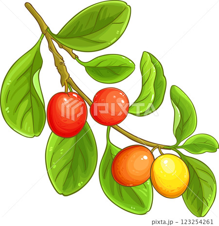 Ximenia Branch with Fruits and Leaves Colored Detailed Illustration. Ximenia Branch with Fruits and Leaves Colored Detailed Illustration. 123254261