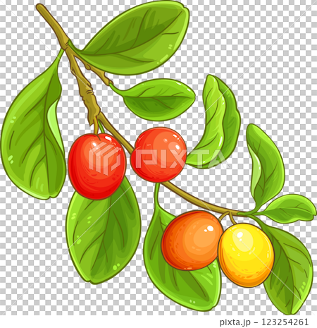 Ximenia Branch with Fruits and Leaves Colored Detailed Illustration. Ximenia Branch with Fruits and Leaves Colored Detailed Illustration. 123254261