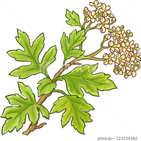 Hawthorn Branch with Flowers and Leaves Colored Detailed Illustration. Ingredient for health care and alternative medicine. Hawthorn Branch with Flowers and Leaves Colored Detailed Illustration. Ingredient for health care and alternative medicine. 123254262