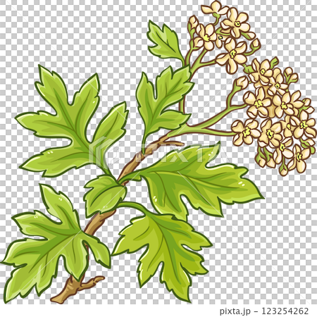 Hawthorn Branch with Flowers and Leaves Colored Detailed Illustration. Ingredient for health care and alternative medicine. Hawthorn Branch with Flowers and Leaves Colored Detailed Illustration. Ingredient for health care and alternative medicine. 123254262