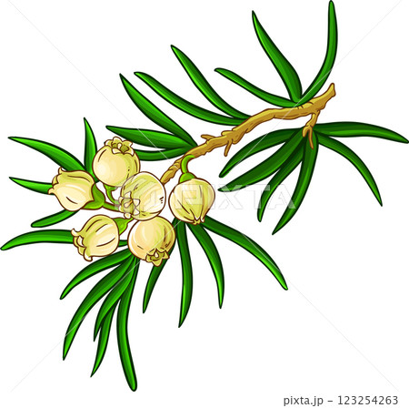 Juniper Branch with Flowers and Leaves Colored Detailed Illustration. Essential oil ingredient for aromatherapy, health care, alternative medicine. Juniper Branch with Flowers and Leaves Colored Detailed Illustration. Essential oil ingredient for aromatherapy, health care, alternative medicine. 123254263