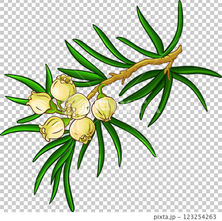 Juniper Branch with Flowers and Leaves Colored Detailed Illustration. Essential oil ingredient for aromatherapy, health care, alternative medicine. Juniper Branch with Flowers and Leaves Colored Detailed Illustration. Essential oil ingredient for aromatherapy, health care, alternative medicine. 123254263