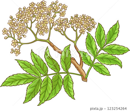 Rowan Branch with Flowers and Leaves Colored Detailed Illustration Rowan Branch with Flowers and Leaves Colored Detailed Illustration 123254264