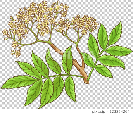 Rowan Branch with Flowers and Leaves Colored Detailed Illustration Rowan Branch with Flowers and Leaves Colored Detailed Illustration 123254264