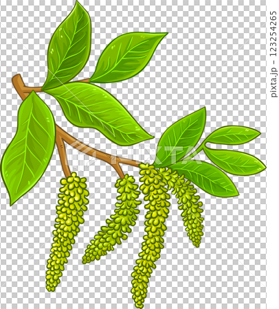 Walnut Branch Colored Detailed Illustration Walnut Branch Colored Detailed Illustration 123254265