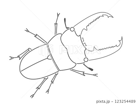 ヒラタクワガタ ヒラタクワガタ 123254489