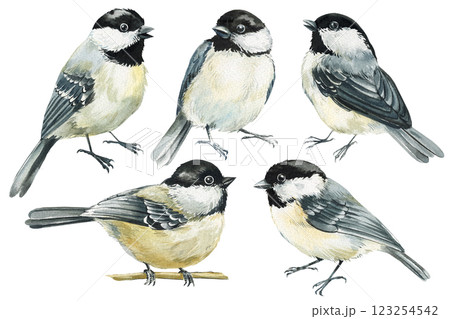 Watercolor birds set illustration. Black capped chickadee songbirds, tit bird isolated for nature design, cards, print Watercolor birds set illustration. Black capped chickadee songbirds, tit bird isolated for nature design, cards, print 123254542